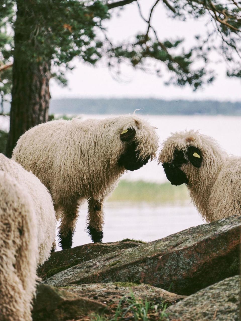 Snaellfaell Country Living - Akerbo Gard Charmigt Renoverad Flygel Kristinehamn Exteriér fotografie